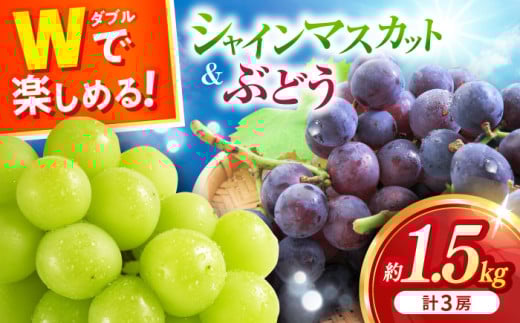 【2026年8月中旬より順次発送予定】シャインマスカット・ぶどうセット 約1.5kg / 先行予約 シャインマスカット しゃいんますかっと マスカット ますかっと ブドウ ぶどう 葡萄 フルーツ ふるーつ 果物 くだもの 期間限定 数量限定 / 大村市 / おおむら夢ファームシュシュ[ACAA007]