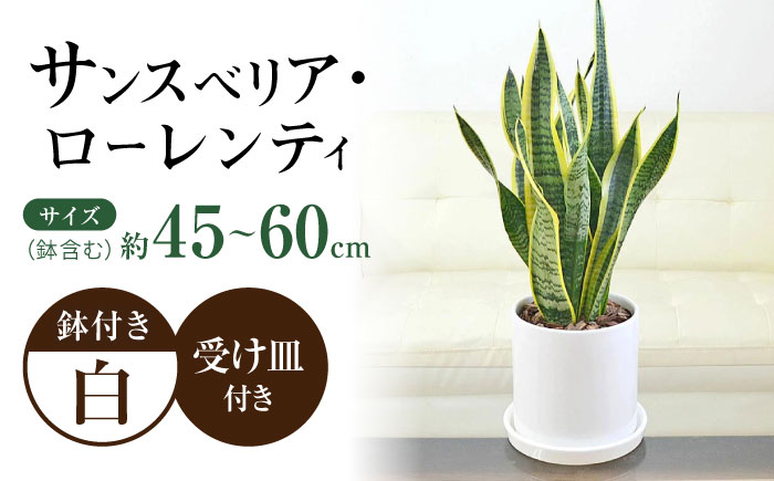 観葉植物 サンスベリア ローレンティ円柱形シリンダー陶器鉢植え/サンスベリア 鉢植え 観葉 植物 インテリア おしゃれ プレゼント/大村市/琴花園 [ACYK042]