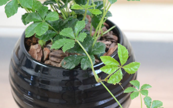 【11月～5月発送】シュガーバイン 陶器植え (黒) /  シュガーバイン しゅがーばいん 陶器 観葉植物 鉢植え 植物 鑑賞用 初心者 インテリア 室内 吊り下げ / 大村市 /  アトリウム琴花園[ACZZ012]