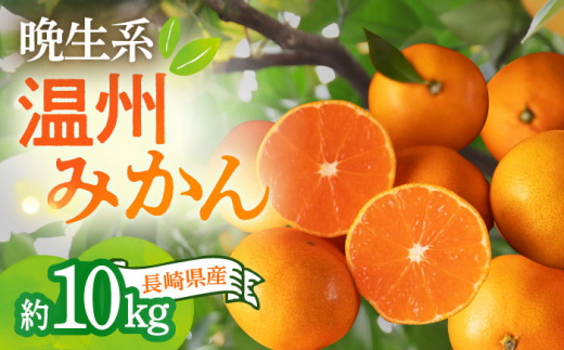 【12月中旬～1月配送】長崎県産 温州みかん (晩生系) 10kg 柑橘 果物 フルーツ 大村市 かとりストアー[ACAN055]