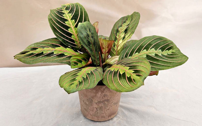 観葉植物 マランタレウコネウラ 鉢植え 大村市 エコグリーンヒガシ/マランタ 室内植物 鉢付き 植物 インテリア おしゃれ プレゼント ギフト [ACAL009]