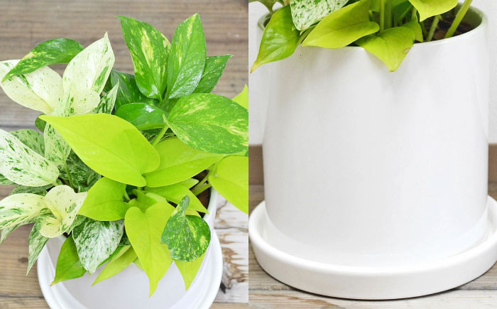 観葉植物 ポトス 3種類寄せ植え 円柱形陶器鉢植え/観葉 観葉植物 ぽとす 植物 鉢 インテリア おしゃれ プレゼント/大村市/琴花園 [ACYK039]