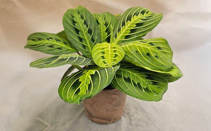 観葉植物 マランタレモンライム 鉢植え 大村市 エコグリーンヒガシ/マランタ 室内植物 植物 鉢付き インテリア おしゃれ ギフト プレゼント [ACAL010]