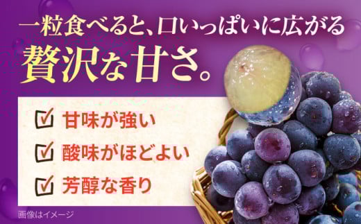 【先行予約：2026年8月中旬より順次発送予定】 巨峰 種あり 約2kg / ぶどう 葡萄 フルーツ / 大村市 / おおむら夢ファームシュシュ [ACAA380]