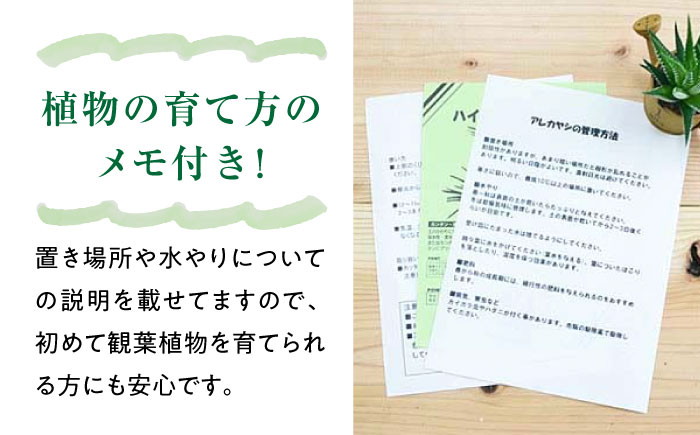 観葉植物 ガジュマル 多幸の木 ボール形 陶器 鉢 （黒）/がじゅまる ガジュマル 陶器鉢 観葉 植物 インテリア おしゃれ プレゼント/大村市/琴花園 [ACYK035]