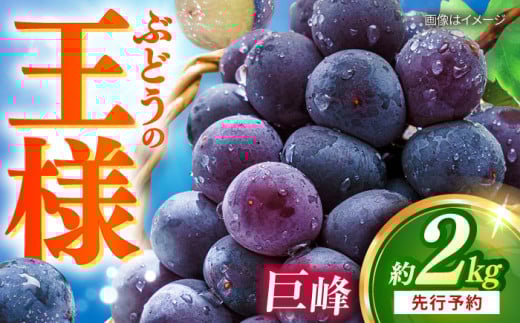 【先行予約：2026年8月中旬より順次発送予定】 巨峰 種あり 約2kg / ぶどう 葡萄 フルーツ / 大村市 / おおむら夢ファームシュシュ [ACAA380]
