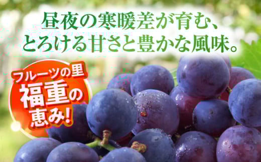 【先行予約：2026年8月中旬より順次発送予定】 巨峰 種あり 約1.5kg / ぶどう 葡萄 フルーツ / 大村市 / おおむら夢ファームシュシュ [ACAA379]