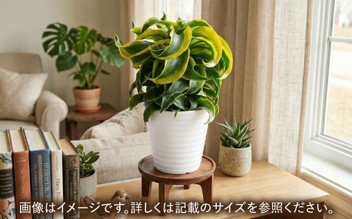 観葉植物 ドルセナトルネード 鉢植え 大村市 エコグリーンヒガシ/室内植物 鉢付き 植物 インテリア おしゃれ プレゼント ギフト [ACAL008]