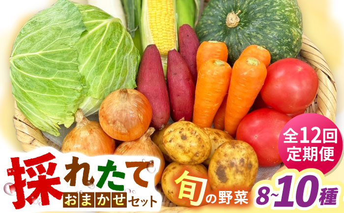 【全12回定期便】採れたてお野菜おまかせセット（8～10種）/ 野菜 やさい 野菜セット 野菜詰め合わせ 詰め合わせ セット / 大村市 / かとりストアー [ACAN135]