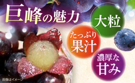 【先行予約：2026年8月中旬より順次発送予定】 巨峰 種あり 約1.5kg / ぶどう 葡萄 フルーツ / 大村市 / おおむら夢ファームシュシュ [ACAA379]