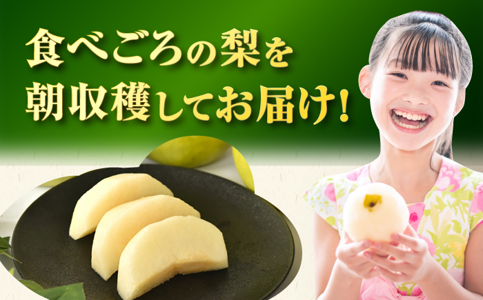 長崎県産 朝採り旬の梨 約2.5kg 6玉 大村市 産直松吉/梨 なし 幸水 豊水 秋麗 あきづき 新高 20世紀 二十世紀 かんた [ACZC011]