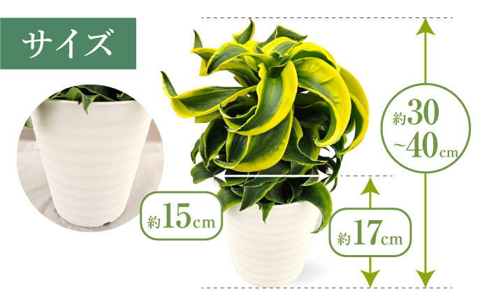 観葉植物 ドルセナトルネード 鉢植え 大村市 エコグリーンヒガシ/室内植物 鉢付き 植物 インテリア おしゃれ プレゼント ギフト [ACAL008]