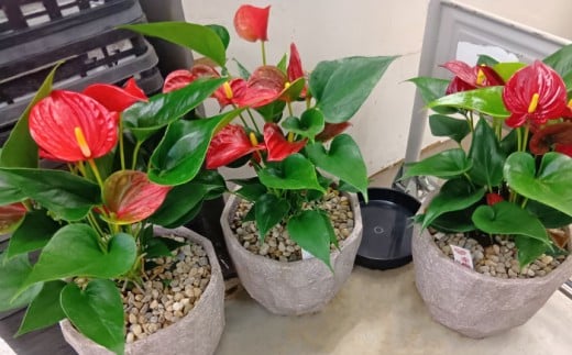 【年12回定期便 】おまかせ そのまま飾れる インテリアグリーン  / 植物 観葉植物 鑑賞用 インテリアグリーン インテリア 室内 おまかせ 置き型 / 大村市 / アトリウム琴花園[ACZZ010]