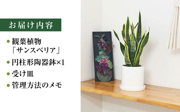 観葉植物 サンスベリア ローレンティ円柱形シリンダー陶器鉢植え/サンスベリア 鉢植え 観葉 植物 インテリア おしゃれ プレゼント/大村市/琴花園 [ACYK042]