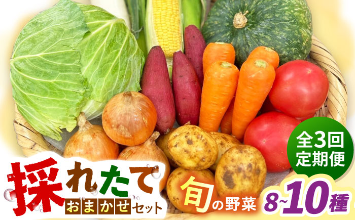 【全3回定期便】採れたてお野菜おまかせセット（8～10種）/ 野菜 やさい 野菜セット 野菜詰め合わせ 詰め合わせ セット / 大村市 / かとりストアー [ACAN133]