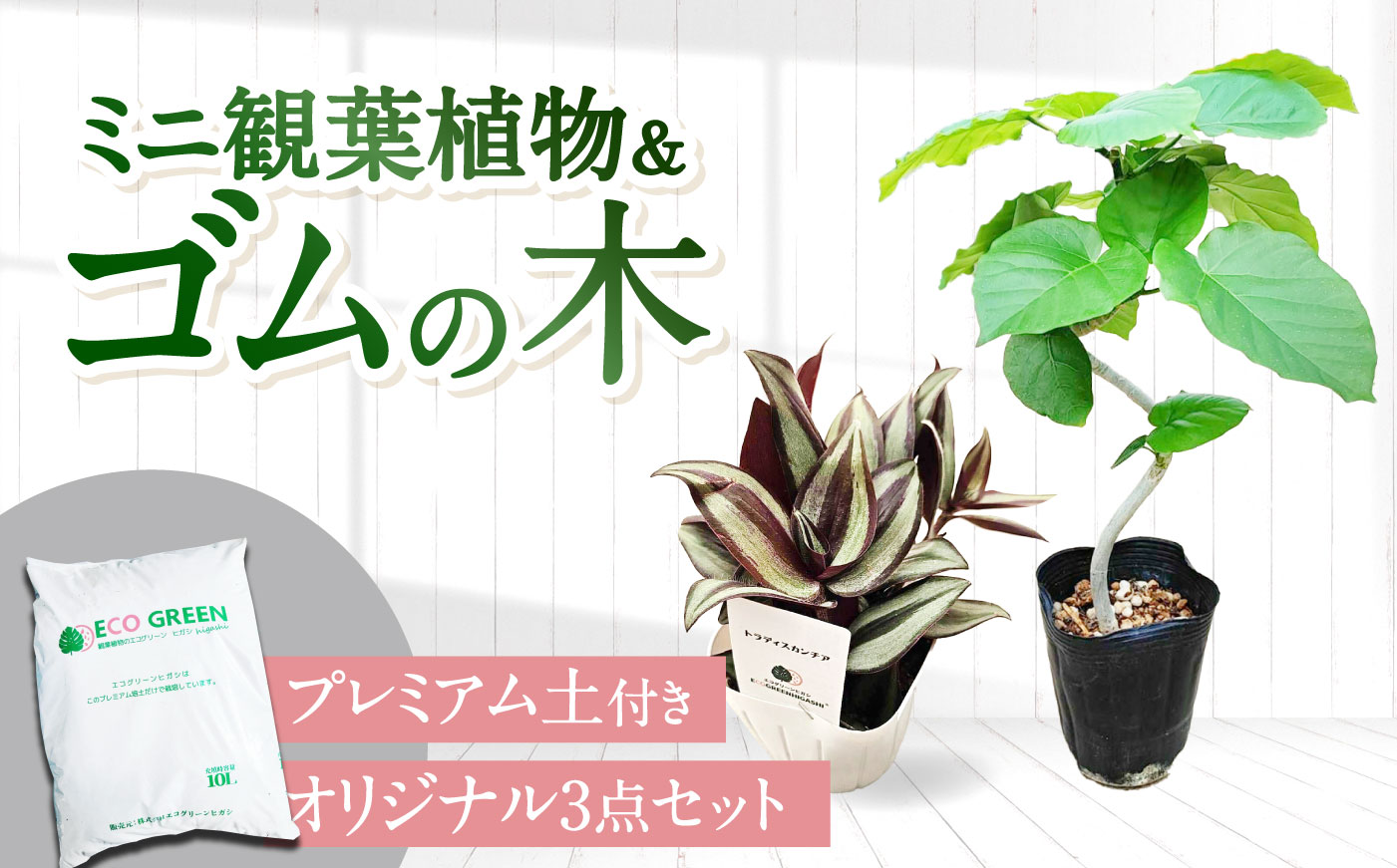 【プレミアム土付き】オリジナル3点セット（ゴムの木曲がり・ミニ観葉植物・プレミアム土）大村市 エコグリーンヒガシ/観葉植物 室内 植物 ゴムの木 アルテシマ ウンベラータ ティネケ ベンガレンシス バンビーノ ルビー トラディスカンチア インテリア おしゃれ プレゼント ギフト [ACAL012]
