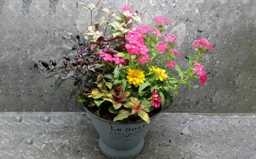 【4回定期便】おまかせ 季節の 寄せ植え プランター  / 観葉植物 鉢植え 鉢 植物 花 フラワー 旬 育てやすい 寄せ植え おしゃれ インテリア プランター / 大村市 / アトリウム琴花園[ACZZ009]