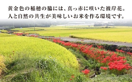 【R7年産】上鈴田のお米 計10kg (5kg×2) / 白米 米 長崎県産 / 大村市 鈴田峠農園[ACAJ009]