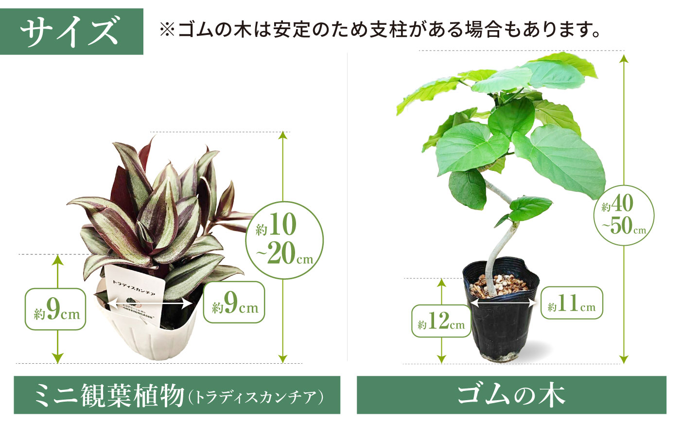 【プレミアム土付き】オリジナル3点セット（ゴムの木曲がり・ミニ観葉植物・プレミアム土）大村市 エコグリーンヒガシ/観葉植物 室内 植物 ゴムの木 アルテシマ ウンベラータ ティネケ ベンガレンシス バンビーノ ルビー トラディスカンチア インテリア おしゃれ プレゼント ギフト [ACAL012]