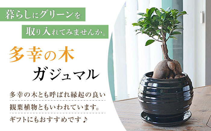 観葉植物 ガジュマル 多幸の木 ボール形 陶器 鉢 （黒）/がじゅまる ガジュマル 陶器鉢 観葉 植物 インテリア おしゃれ プレゼント/大村市/琴花園 [ACYK035]