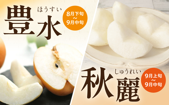 長崎県産 朝採り旬の梨 約2.5kg 6玉 大村市 産直松吉/梨 なし 幸水 豊水 秋麗 あきづき 新高 20世紀 二十世紀 かんた [ACZC011]