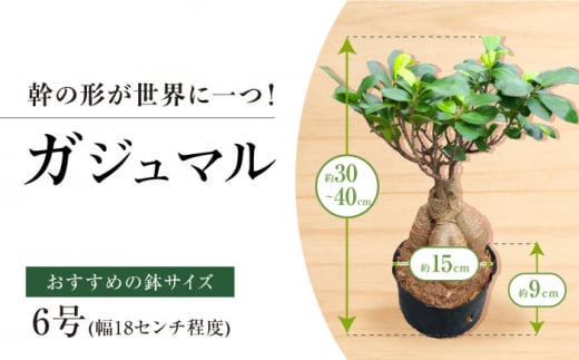 観葉植物オリジナル4点セット（ガジュマル大・ゴムの木曲がり・季節のミニ観葉）/ 観葉植物 室内観葉植物 ガジュマル ガジュマルの木 がじゅまる ゴムの木 インテリア おしゃれ / エコグリーンヒガシ / 大村市[ACAL001]