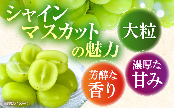 【2026年8月中旬以降発送開始】 シャインマスカット 3〜4房 約2kg/マスカット シャイン ぶどう 葡萄/大村市/おおむら夢ファームシュシュ [ACAA481]