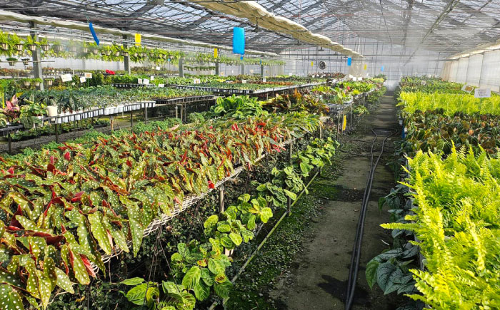 観葉植物 ドルセナトルネード 鉢植え 大村市 エコグリーンヒガシ/室内植物 鉢付き 植物 インテリア おしゃれ プレゼント ギフト [ACAL008]
