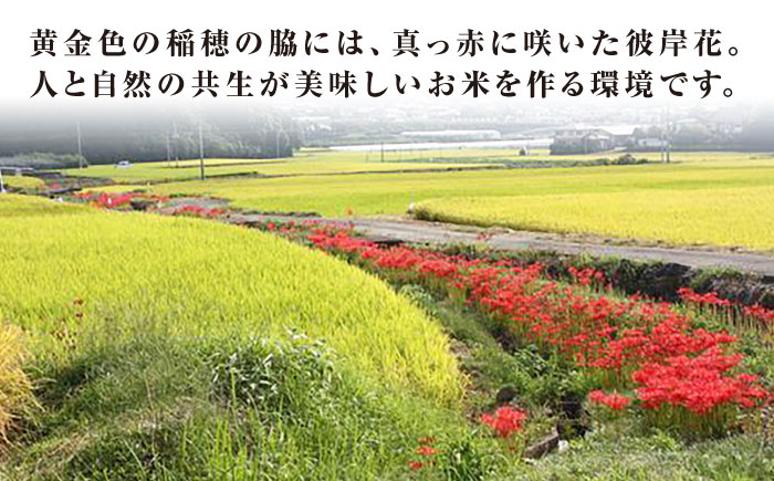 【全12回定期便】上鈴田のお米 5kg 白米 米 長崎県産 大村市 鈴田峠農園 [ACAJ010]
