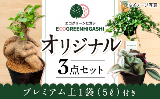 オリジナル3点セット （ミニ 観葉植物 2種・ 生産者が使うプレミアムな 土） / 観葉 植物 インテリア おしゃれ / エコグリーンヒガシ / 大村市[ACAL002]