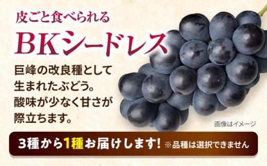 【2026年8月中旬より順次発送予定】シャインマスカット・ぶどうセット 約1.5kg / 先行予約 シャインマスカット しゃいんますかっと マスカット ますかっと ブドウ ぶどう 葡萄 フルーツ ふるーつ 果物 くだもの 期間限定 数量限定 / 大村市 / おおむら夢ファームシュシュ[ACAA007]