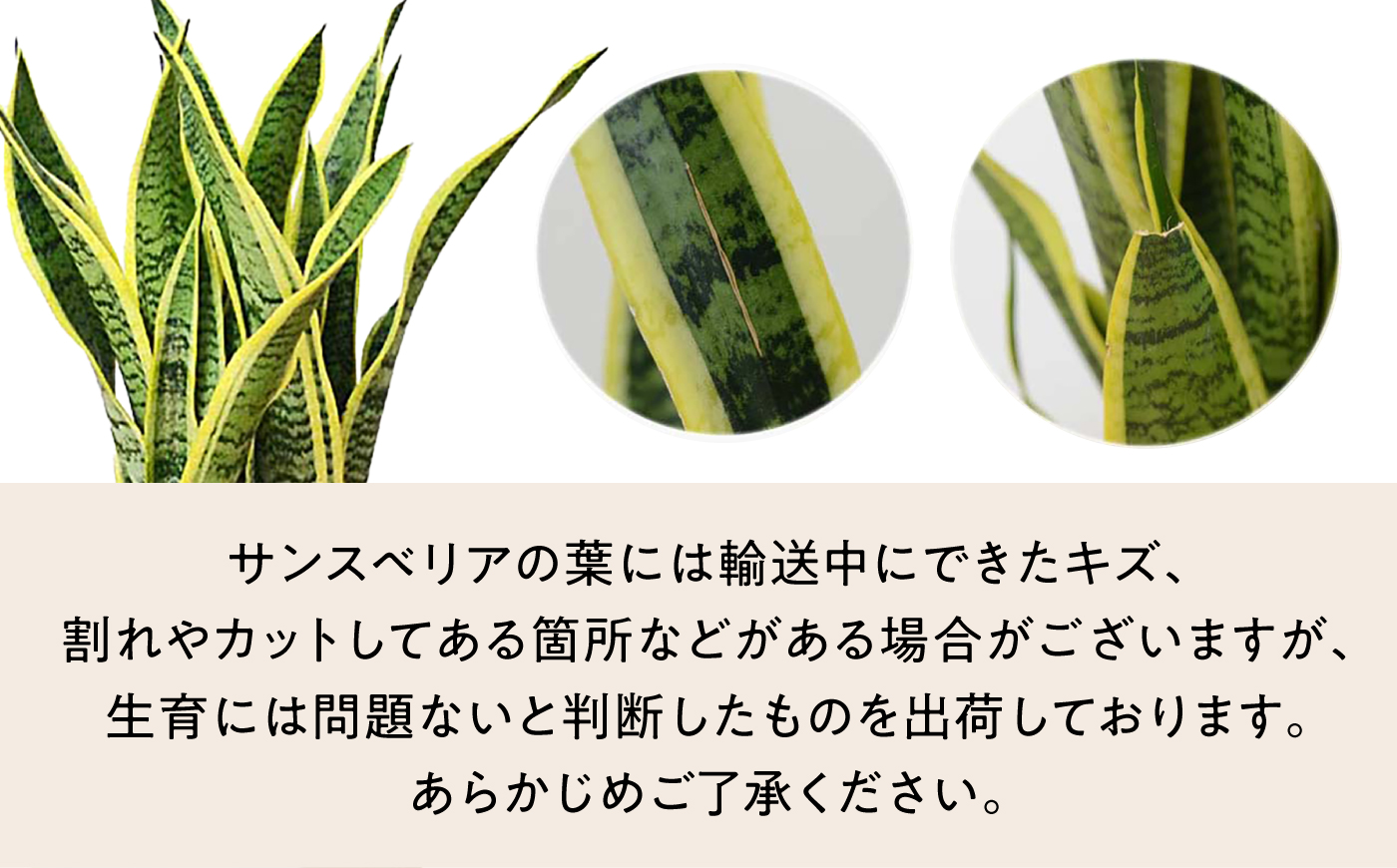 サンスベリア ローレンティ スクエア陶器鉢7号 観葉植物 大村市 琴花園/観葉植物 室内 観葉植物 サンスベリア 7号 [ACYK048]