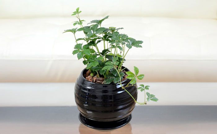 【11月～5月発送】シュガーバイン 陶器植え (黒) /  シュガーバイン しゅがーばいん 陶器 観葉植物 鉢植え 植物 鑑賞用 初心者 インテリア 室内 吊り下げ / 大村市 /  アトリウム琴花園[ACZZ012]