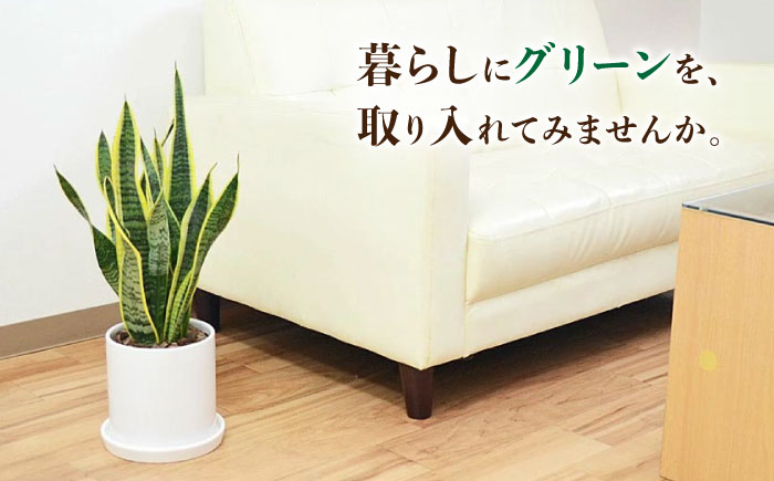 観葉植物 サンスベリア ローレンティ円柱形シリンダー陶器鉢植え/サンスベリア 鉢植え 観葉 植物 インテリア おしゃれ プレゼント/大村市/琴花園 [ACYK042]