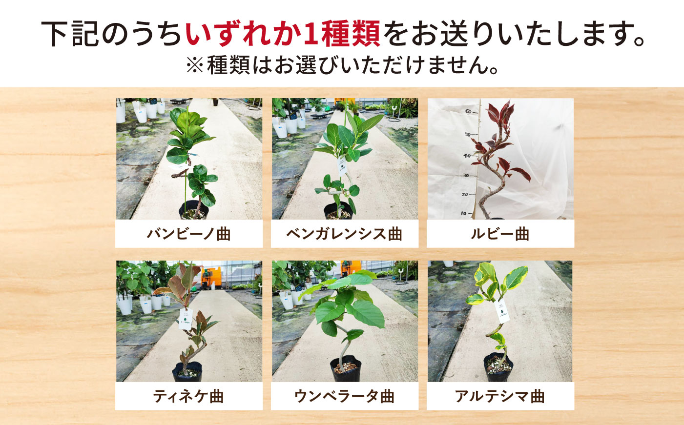 【プレミアム土付き】オリジナル3点セット（ゴムの木曲がり・ミニ観葉植物・プレミアム土）大村市 エコグリーンヒガシ/観葉植物 室内 植物 ゴムの木 アルテシマ ウンベラータ ティネケ ベンガレンシス バンビーノ ルビー トラディスカンチア インテリア おしゃれ プレゼント ギフト [ACAL012]