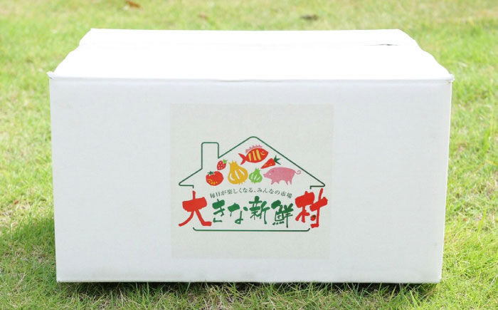 【全12回定期便】採れたてお野菜おまかせセット（5〜6種）/ 野菜 やさい 野菜セット 野菜詰め合わせ 詰め合わせ セット / 大村市 / かとりストアー [ACAN128]