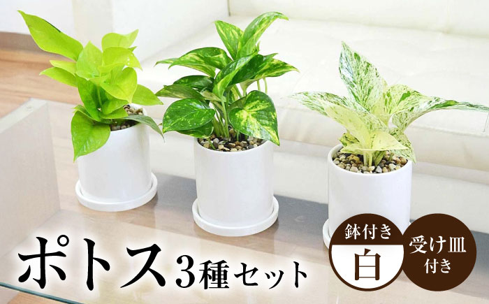 観葉植物 ポトス 3種類 3鉢セット/観葉 観葉植物セット ぽとす 植物 鉢 インテリア おしゃれ プレゼント/大村市/琴花園 [ACYK037]