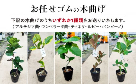 観葉植物オリジナル4点セット（ガジュマル大・ゴムの木曲がり・季節のミニ観葉）/ 観葉植物 室内観葉植物 ガジュマル ガジュマルの木 がじゅまる ゴムの木 インテリア おしゃれ / エコグリーンヒガシ / 大村市[ACAL001]