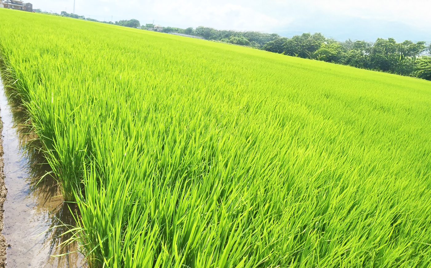 【栽培期間中農薬不使用】R8年度米 白米 なつほのか 5kg 大村市 たぬき池自然農園/ 米 白米 5kg [ACCJ003]