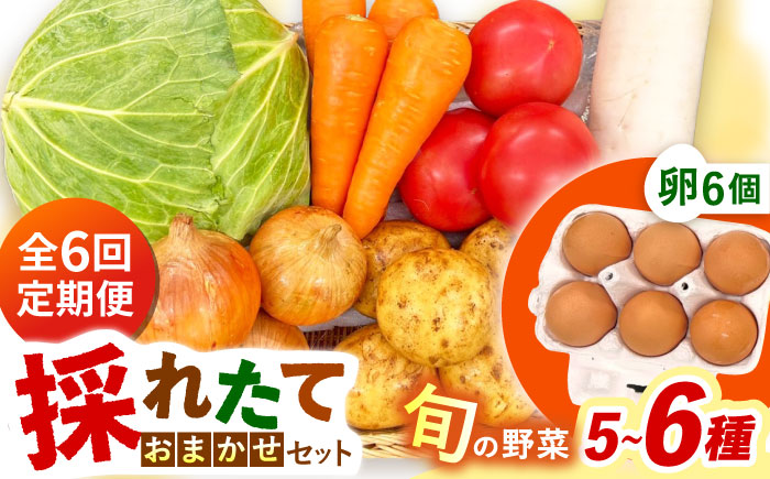 【全6回定期便】採れたてお野菜おまかせ（5～6種）・卵6個セット/ 野菜 やさい 野菜セット 野菜詰め合わせ 詰め合わせ セット たまご 卵 タマゴ 紅たまご こだまさんち / 大村市 / かとりストアー [ACAN130]