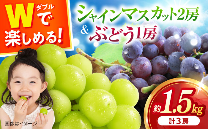 【2026年8月中旬より順次発送予定】シャインマスカット2房・ぶどう1房 約1.5kg /シャインマスカット しゃいんますかっと マスカット ますかっと ブドウ ぶどう 葡萄 フルーツ ふるーつ 果物 くだもの 期間限定 数量限定 [ACAA488]