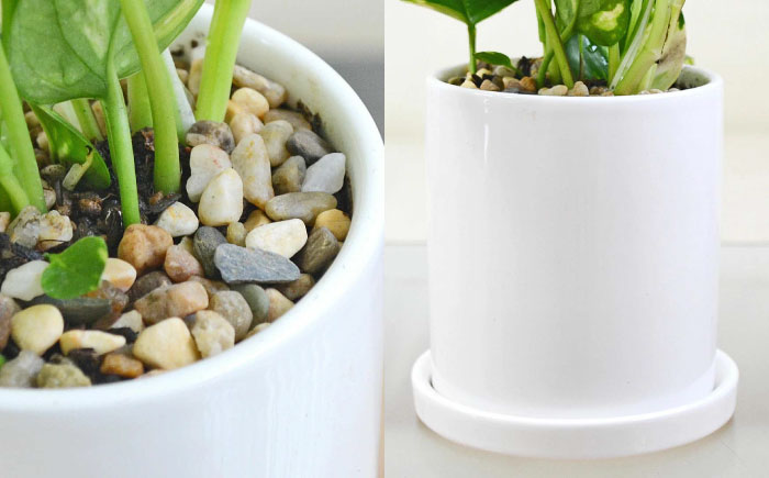 観葉植物 ポトス 3種類 3鉢セット/観葉 観葉植物セット ぽとす 植物 鉢 インテリア おしゃれ プレゼント/大村市/琴花園 [ACYK037]