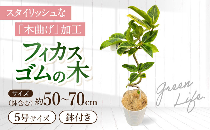 観葉植物 フィカスゴムの木 鉢植え 大村市 エコグリーンヒガシ/フィカス ゴムの木 ゴムノキ 鉢付き 室内 植物 インテリア プレゼント ギフト [ACAL007]