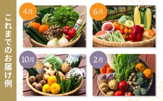 【12回定期便】野菜果物定期便コース / 便利な定期便 バラエティ定期便 フルーツ 定期 野菜セット 野菜 定期便 果物 くだもの フルーツ フルーツ定期便 / 大村市 / おおむら夢ファームシュシュ[ACAA092]