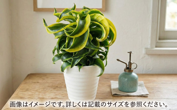 観葉植物 ドルセナトルネード 鉢植え 大村市 エコグリーンヒガシ/室内植物 鉢付き 植物 インテリア おしゃれ プレゼント ギフト [ACAL008]