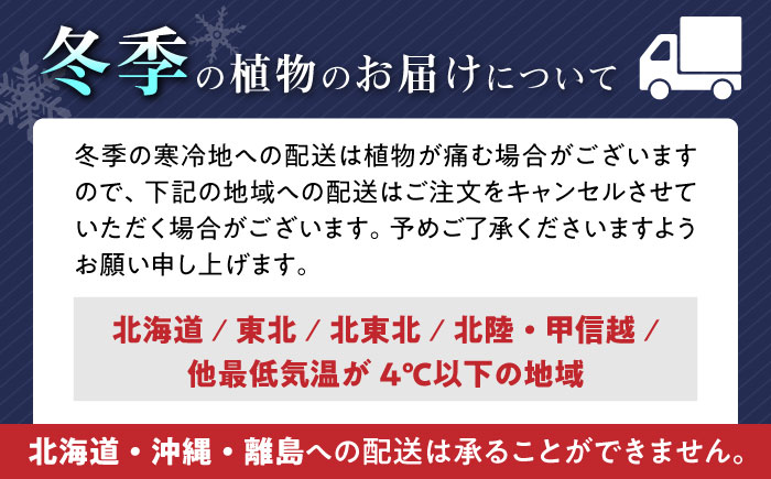 観葉植物 サンスベリア  ローレンティ バーティカルライン タグ付き 4号 ホワイト/サンスベリア 鉢植え 観葉 植物 インテリア おしゃれ プレゼント/大村市/琴花園 [ACYK043]