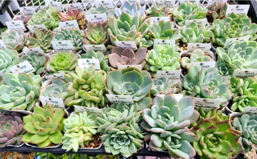 オリジナル鉢付き！かわいい売れ筋多肉植物お届けセットC / 観葉植物 多肉 多肉植物 寄せ植え セット 鉢付き かわいい ミニ 小さい 観葉 インテリア / エコグリーンヒガシ / 大村市[ACAL006]