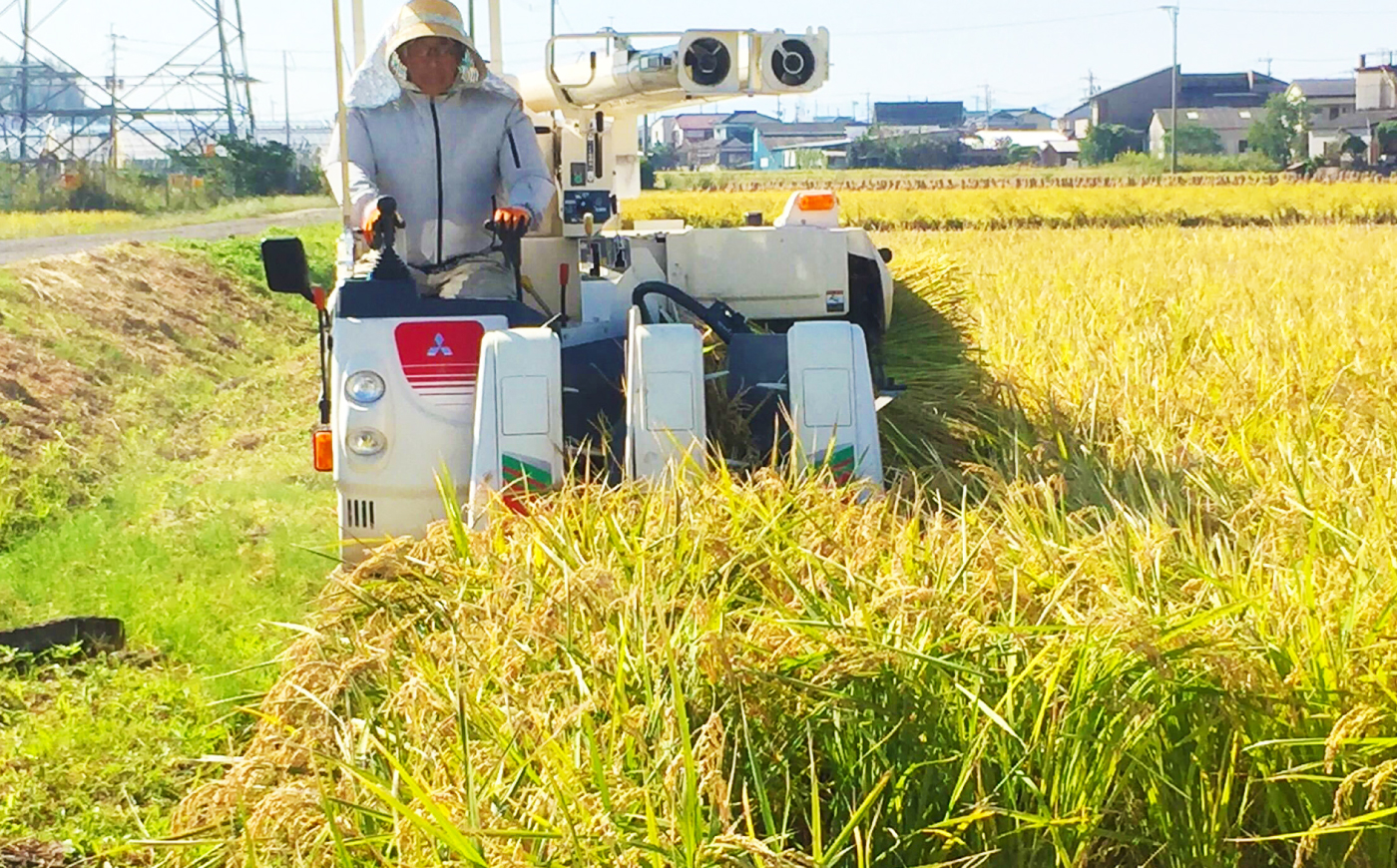【栽培期間中農薬不使用】R8年度米 白米 なつほのか 5kg 大村市 たぬき池自然農園/ 米 白米 5kg [ACCJ003]