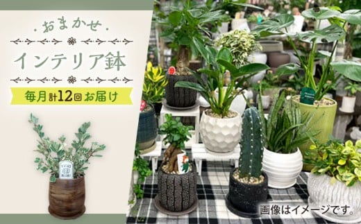 【年12回定期便 】おまかせ そのまま飾れる インテリアグリーン  / 植物 観葉植物 鑑賞用 インテリアグリーン インテリア 室内 おまかせ 置き型 / 大村市 / アトリウム琴花園[ACZZ010]