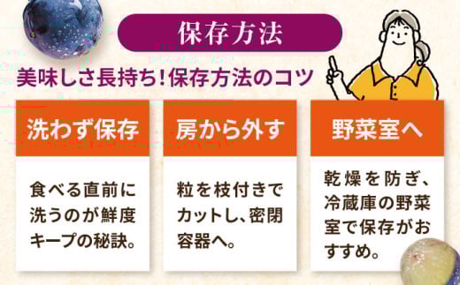 【先行予約：2026年8月中旬より順次発送予定】 巨峰 種あり 約3kg / ぶどう 葡萄 フルーツ / 大村市 / おおむら夢ファームシュシュ [ACAA381]